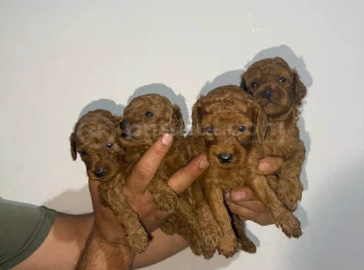 Roy Poodle Ve Teacup Yavrular görsel