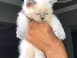 Blue Point British Shorthair