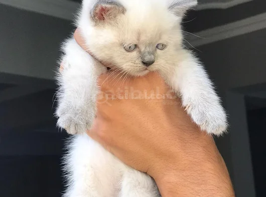 Blue Point British Shorthair görsel