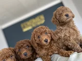 Tr Ni̇n En Güzel Toy Poodle Yavrulari Renk Renk Ankara