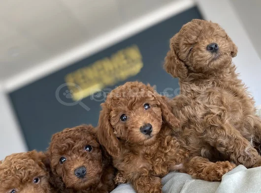 Tr Ni̇n En Güzel Toy Poodle Yavrulari Renk Renk Ankara görsel