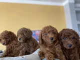 Tr Ni̇n En Güzel Toy Poodle Yavrulari Renk Renk Ankara