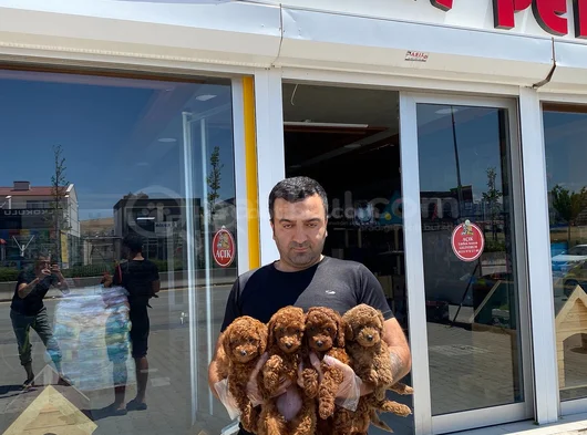 Tr Ni̇n En Güzel Toy Poodle Yavrulari Renk Renk Ankara görsel