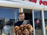 Tr Ni̇n En Güzel Toy Poodle Yavrulari Renk Renk Ankara