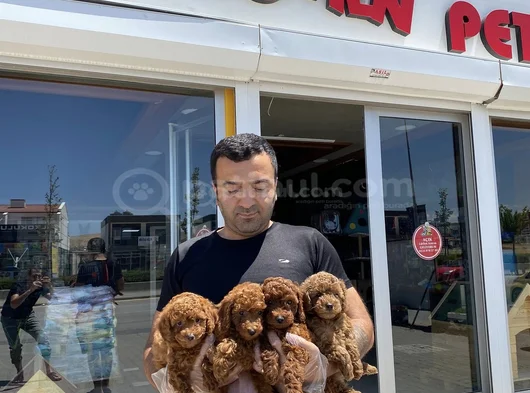Tr Ni̇n En Güzel Toy Poodle Yavrulari Renk Renk Ankara görsel