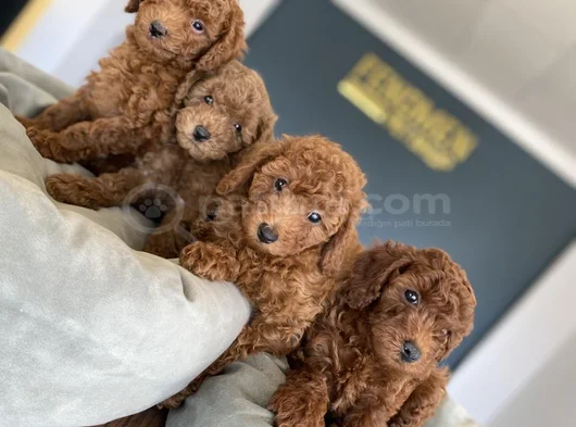 Tr Ni̇n En Güzel Toy Poodle Yavrulari Renk Renk Ankara görsel