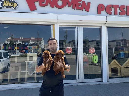 Tr Ni̇n En Güzel Toy Poodle Yavrulari Renk Renk Ankara görsel