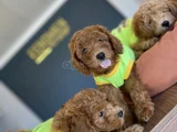 Tr Ni̇n En Güzel Toy Poodle Yavrulari Renk Renk Ankara