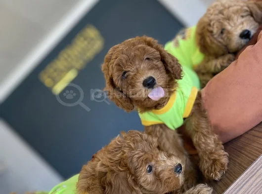 Tr Ni̇n En Güzel Toy Poodle Yavrulari Renk Renk Ankara görsel