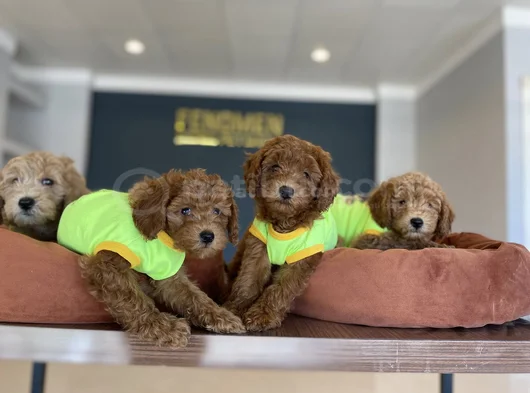 Tr Ni̇n En Güzel Toy Poodle Yavrulari Renk Renk Ankara