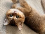 Safkan British Shorthair Yavrular