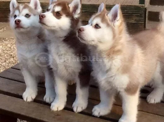 Husky Sibirya Kurdu Dişi Erkek Yavrular görsel