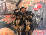 Kif Secereli Dev Rottweiler Yavrularım