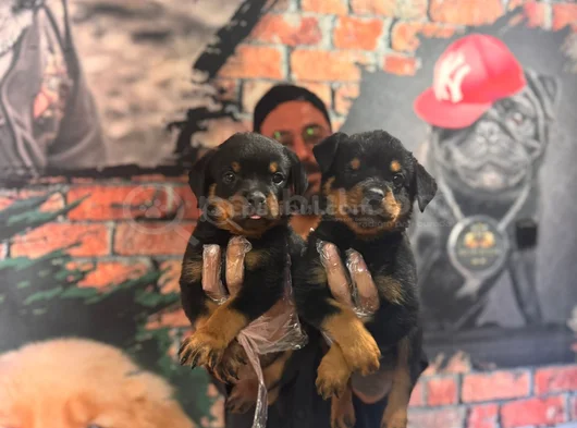 Kif Secereli Dev Rottweiler Yavrularım görsel