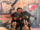 Kif Secereli Dev Rottweiler Yavrularım