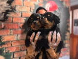 Kif secereli dev rottweiler yavrularım
