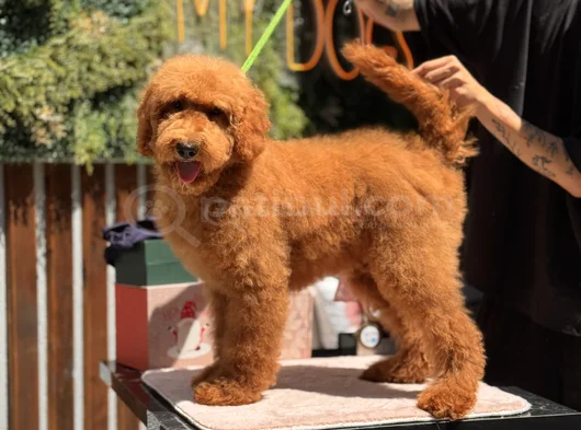 Goldendoodle Yavrular