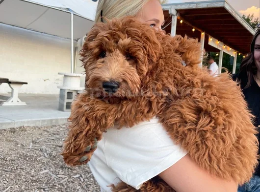 Goldendoodle Yavrular görsel