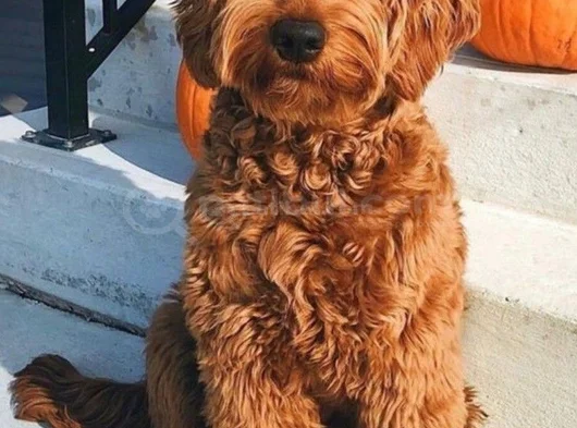 Goldendoodle Yavrular görsel