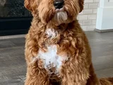 Goldendoodle Yavrular