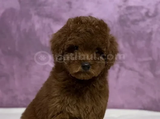 Irk Güzeli̇ Toy Poodle Yavrular görsel