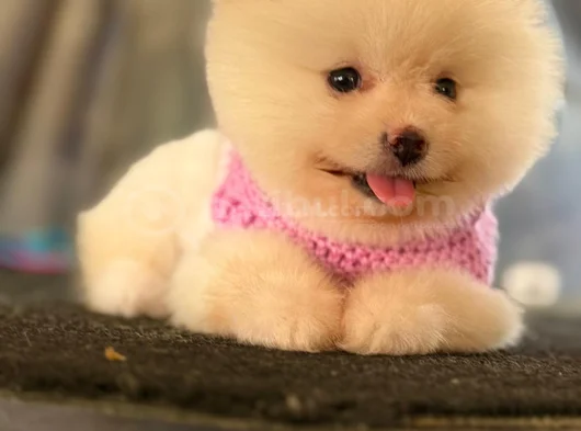 Pomerani̇an Boo görsel