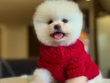 Pomerani̇an Boo