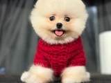 Pomerani̇an Boo