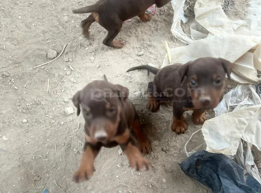 King Kızıl Ve Siyah Doberman Yavrular görsel