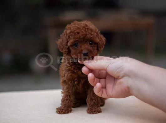 Kore Kan Teacup Yeni Sahibini Bekliyor