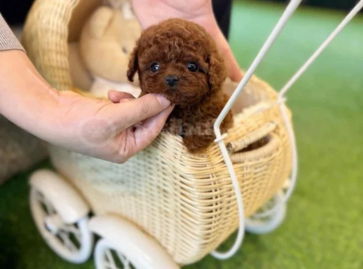 Micro Teacup Nadir Bulunur Güzellikte görsel