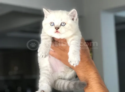 Blue Point British Shorthair