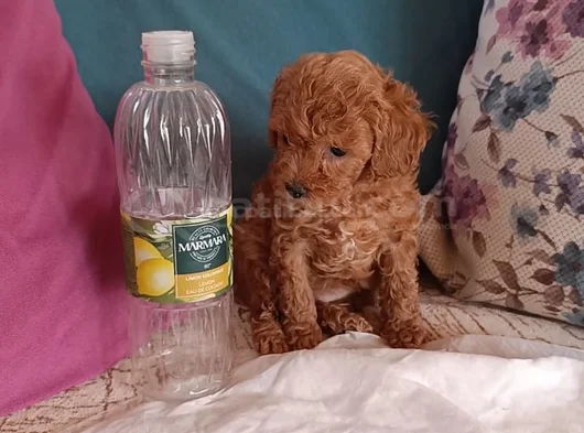 Safkan Toy Poodle Ev Üretimi Bebekler Çorlu görsel
