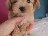 Safkan Maltipo Bebekler Çorlu