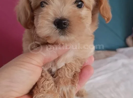 Safkan Maltipo Bebekler Çorlu görsel