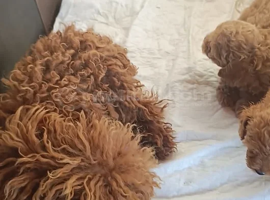 Safkan Toy Poodle Ev Üretimi Bebekler Çorlu görsel