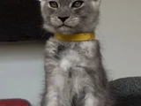 Türkiyede Tek Nadir Renk Pale Blacksmoke Maine Coon Yavrular