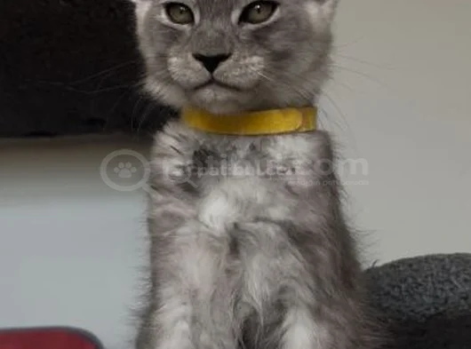 Türkiyede Tek Nadir Renk Pale Blacksmoke Maine Coon Yavrular görsel