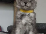 Türkiyede Tek Nadir Renk Pale Blacksmoke Maine Coon Yavrular