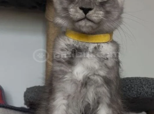 Türkiyede Tek Nadir Renk Pale Blacksmoke Maine Coon Yavrular görsel