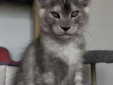 Türkiyede Tek Nadir Renk Pale Blacksmoke Maine Coon Yavrular