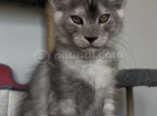 Türkiyede Tek Nadir Renk Pale Blacksmoke Maine Coon Yavrular görsel