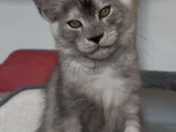 Türkiyede Tek Nadir Renk Pale Blacksmoke Maine Coon Yavrular