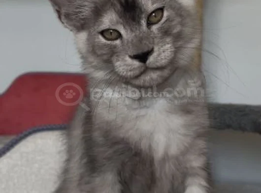 Türkiyede Tek Nadir Renk Pale Blacksmoke Maine Coon Yavrular görsel