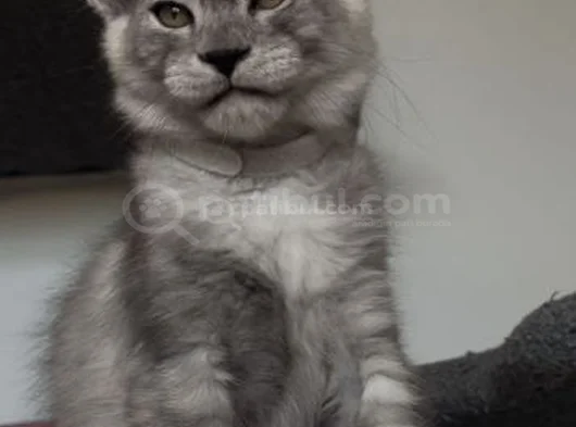 Türkiyede Tek Nadir Renk Pale Blacksmoke Maine Coon Yavrular