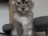 Türkiyede Tek Nadir Renk Pale Blacksmoke Maine Coon Yavrular