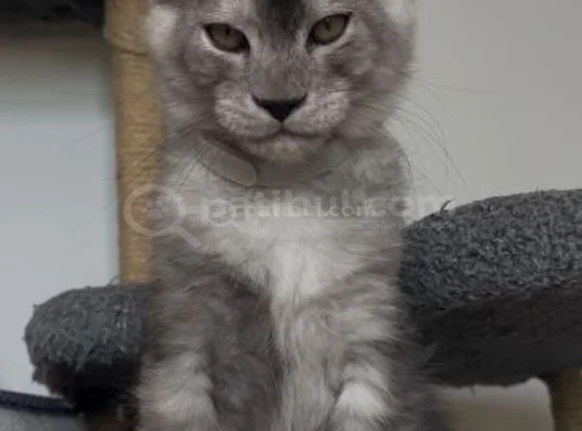 Türkiyede Tek Nadir Renk Pale Blacksmoke Maine Coon Yavrular görsel