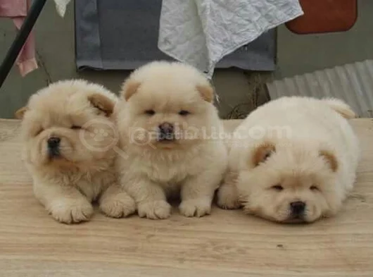 Evi̇ni̇zi̇n Neşesi̇ Chow Chow görsel