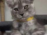Türkiyede Tek Nadir Renk Pale Blacksmoke Maine Coon Yavrular