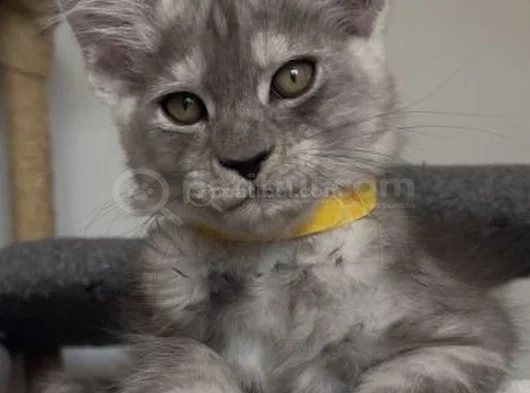 Türkiyede Tek Nadir Renk Pale Blacksmoke Maine Coon Yavrular görsel